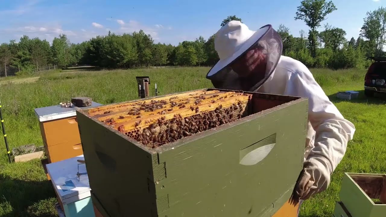 Empty Honey Supers! Could the Demaree Method Save a Potentially Dismal Honey Harvest?
