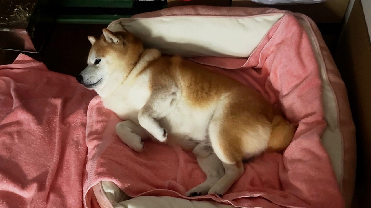 A fluffy Tyrannosaurus Rex is resurrected in a soft bed after 70 million years.