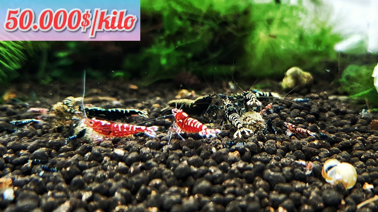 ¡LAS GAMBAS MÁS CARAS DE LA NAVIDAD!
