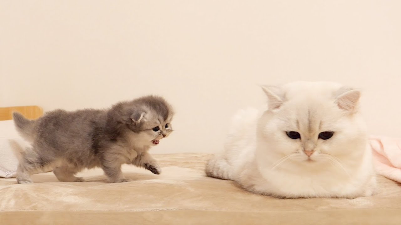 When the kitten wanted to play with the father cat and approached it, things got tough.