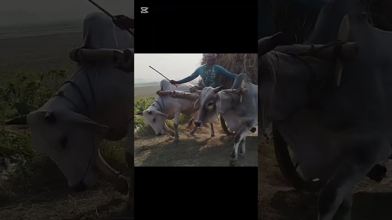 প্রাচীন ঐতিহ্য ধরে রেখেছে ঝিনাইদহ কালীগঞ্জের বলরামপুরের কৃষকেরা।