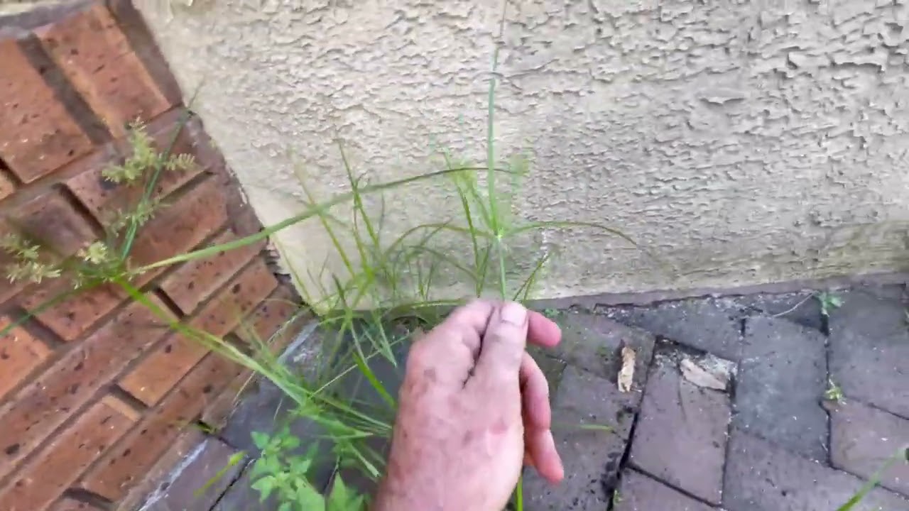 How to Remove Unwanted Nut Grass (Rice Field Flat Sedge)