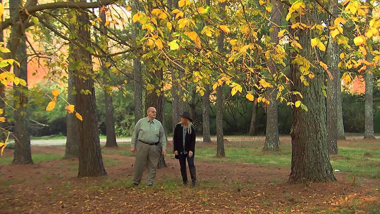 Georgia's Secret Forest | Georgia Outdoors