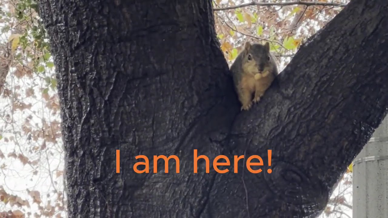 Little Squirrel's🐿️ Break Time: Snack🥜or Play Hide and Seek🫣