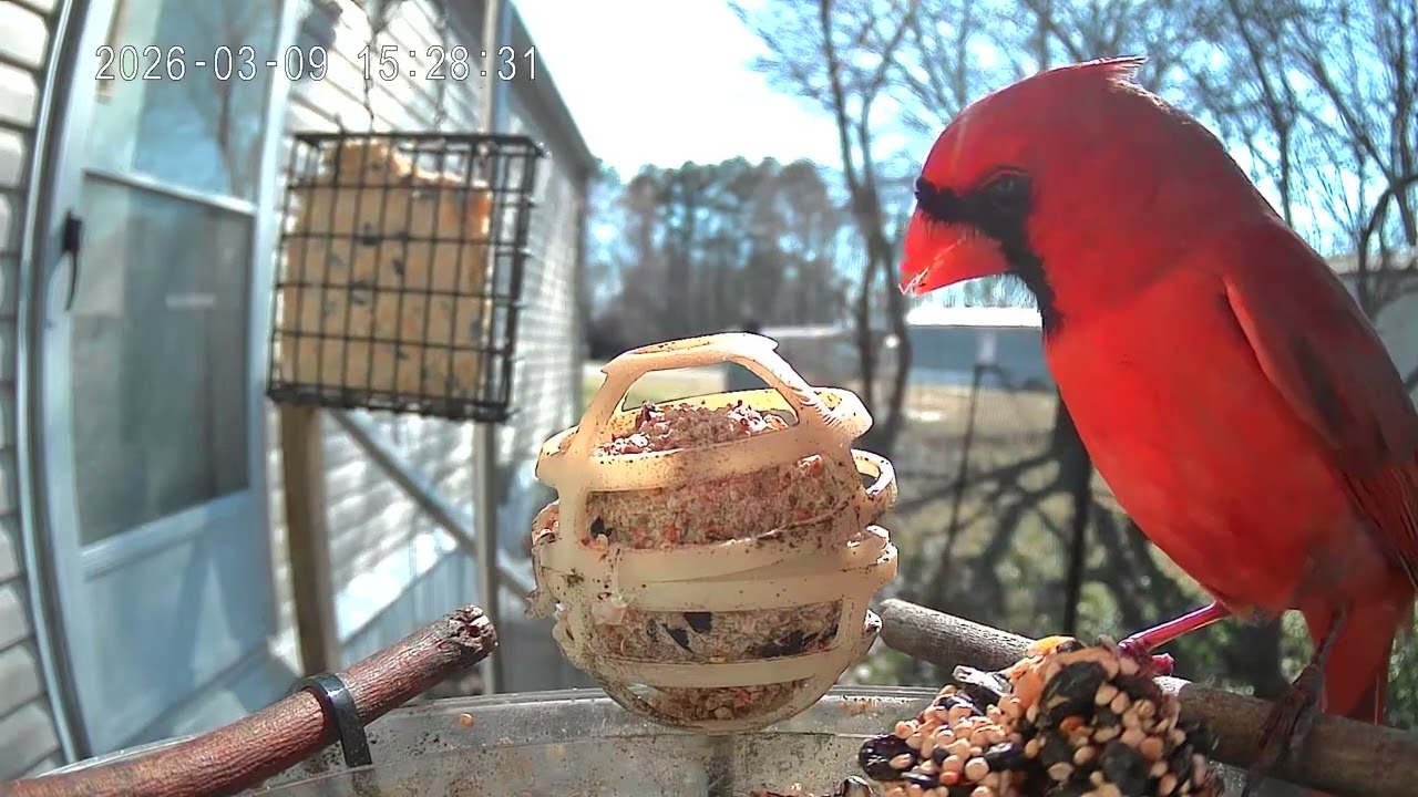 Cardinal of the day March 9th 2026