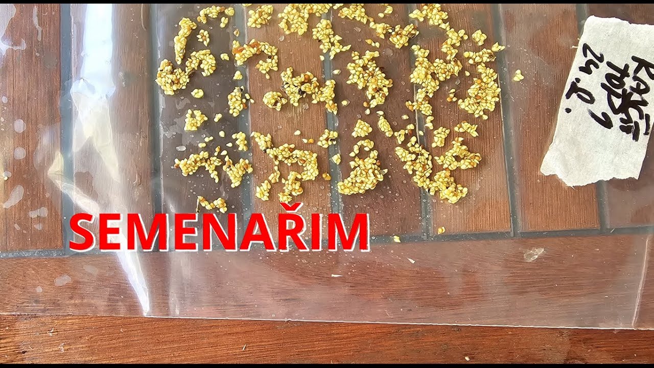 Semenařit s Námi! 🍅 Jak Správně Uchovat Semena? (Mochyně, Brambory...) 🌿