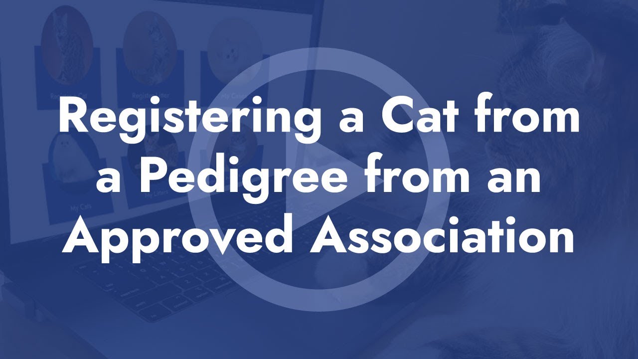 Registering a Cat from a Pedigree from An Approved Association