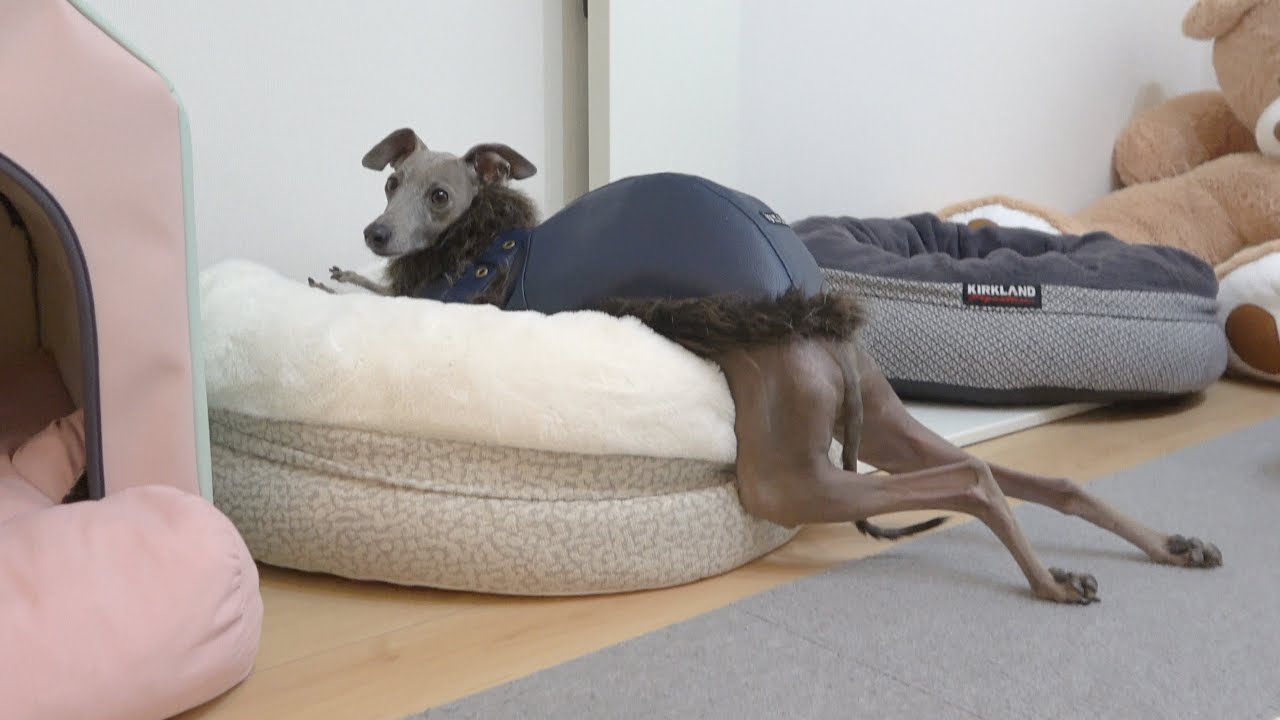 散歩に行きたくなさすぎて亀みたいになっちゃった犬をお望み通り置き去りにしてみた結果【イタグレ】