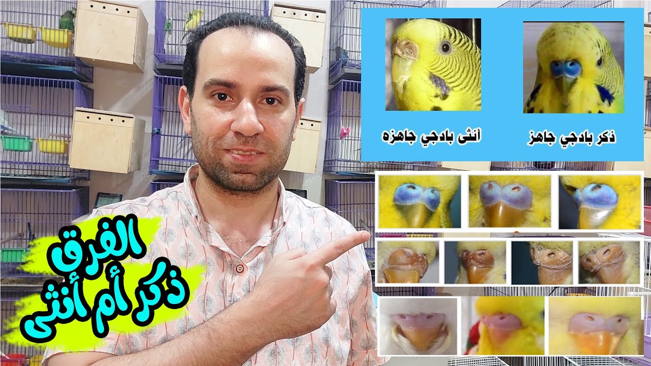 الفرق بين الذكر والانثى فى طائر البادجى الاسترالى