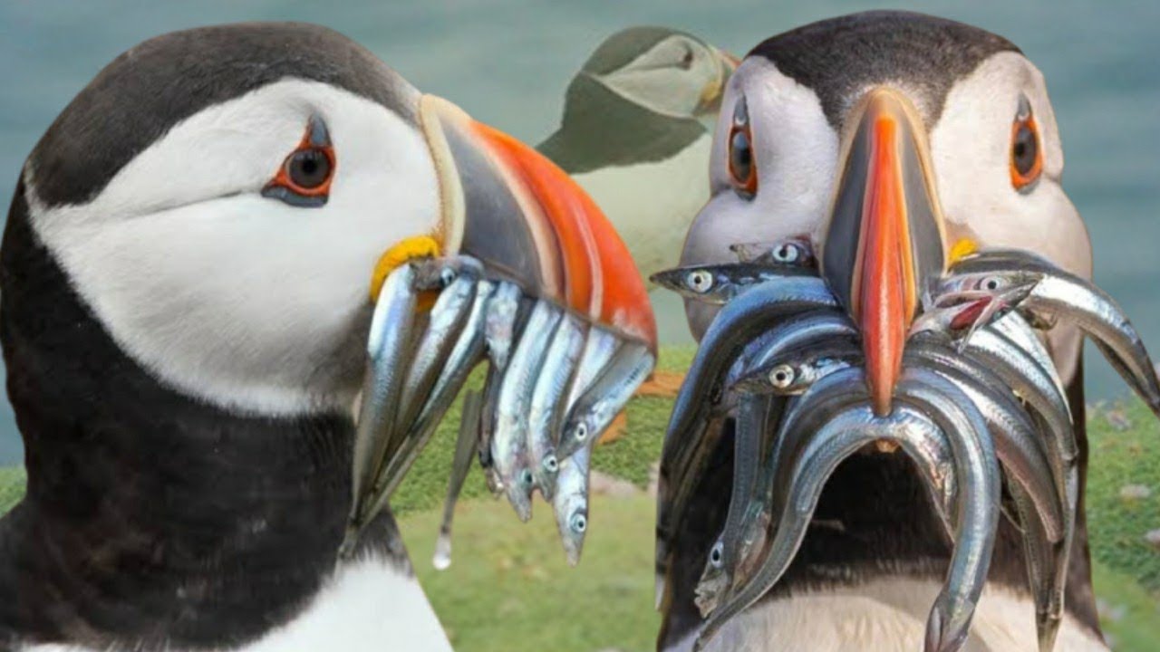 puffin hunt a mouthful of fish