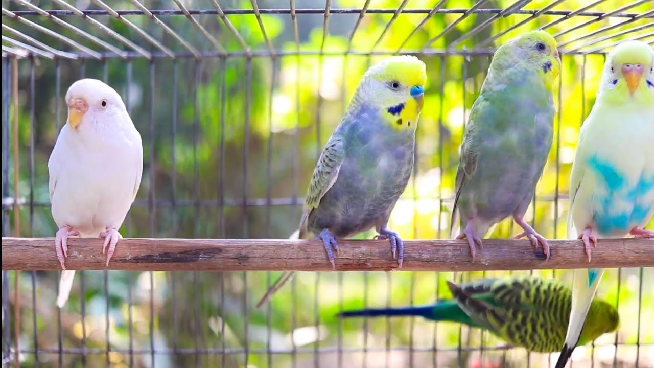 9 Hour Happy Singing & Eating Parakeet Budgies Birds | Calming Companion for Lonely & Quiet Birds