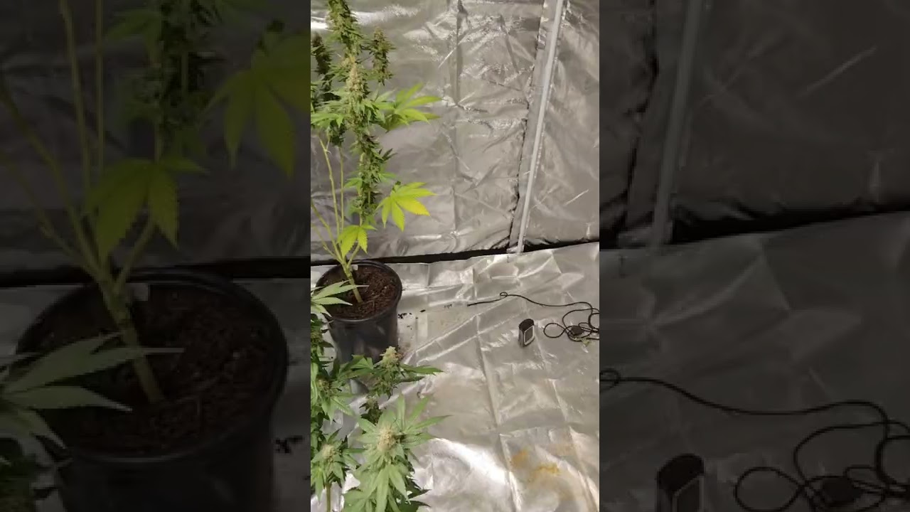 Tiger Tail strain (Bodhi seeds) 5 phenos
