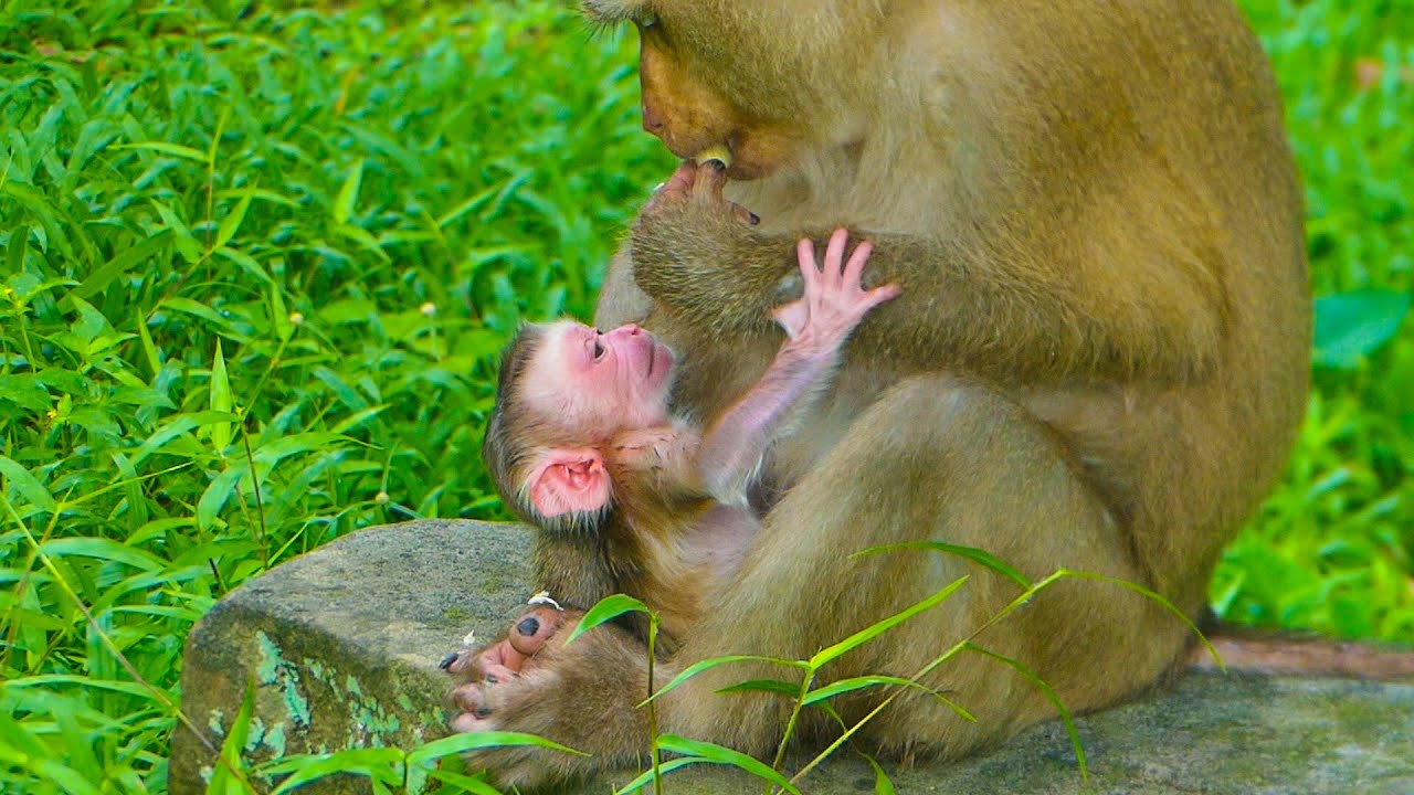 News-UPDATE : Monkey Joyce got lovely Newborn baby we named her 
