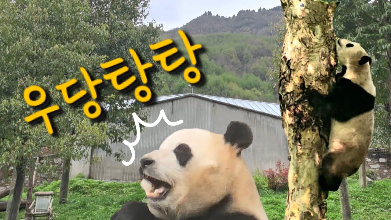 4/14 푸바오실시간 마감전 우당탕탕!! 놀란 푸야는 필사적으로 도망나와 플레이봉으로.... 대채 내실에 무슨일이??