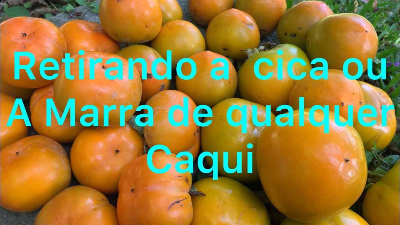 Como retirar a cica ou a Marra de qualquer caqui ? O jeito mais simples de retirar a cica  do caqui