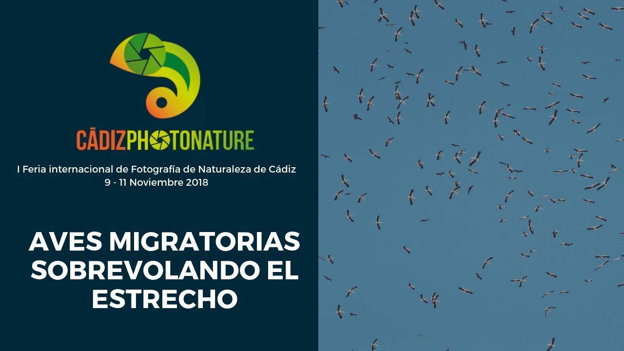 Aves Migratorias Cruzando el Estrecho - Cádiz PhotoNature