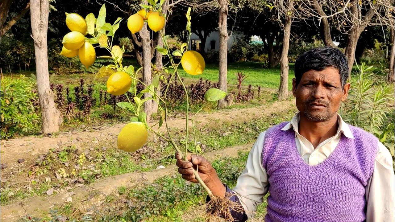 माली ने बताया नर्सरी सीक्रेट नींबू की कटिंग को लगाने का