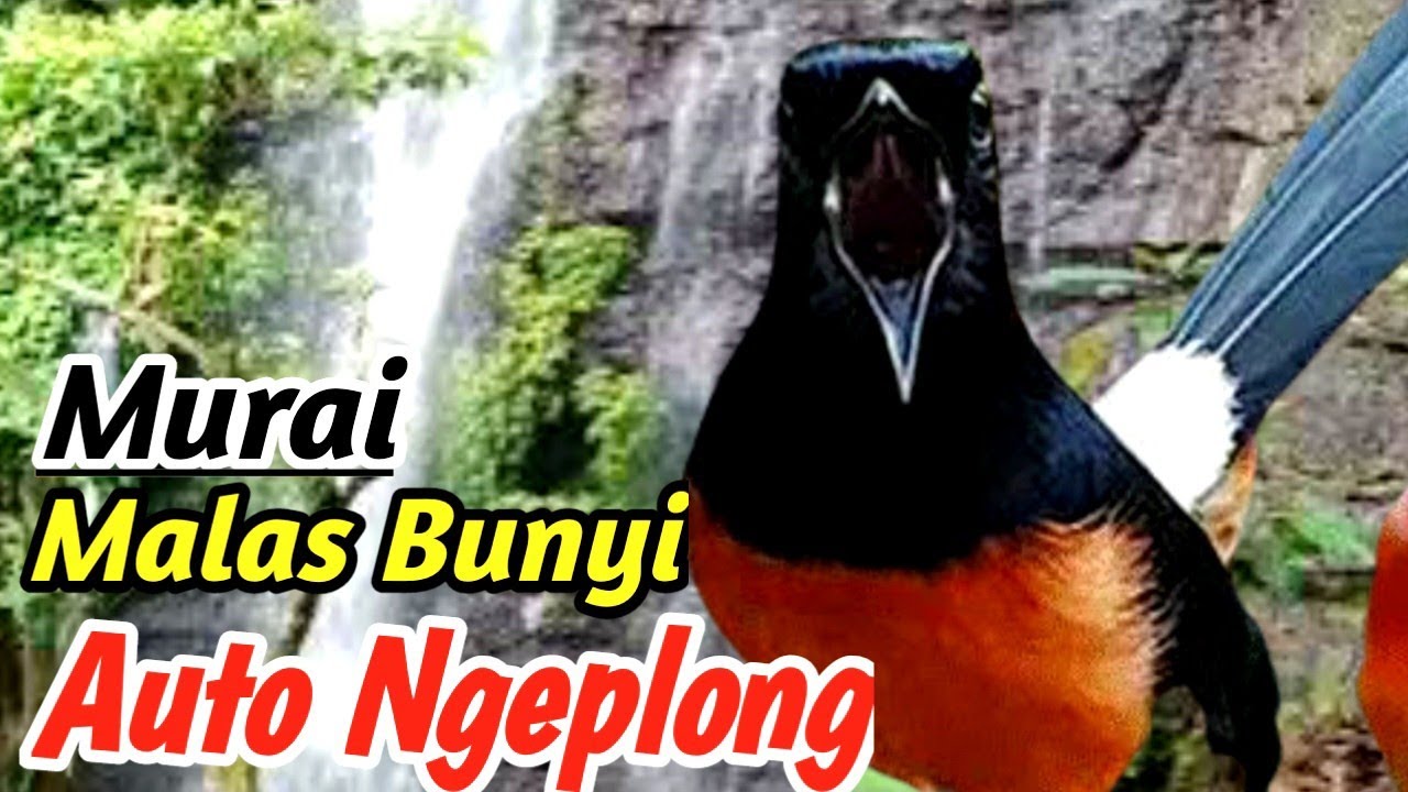 Masteran Murai Batu Terapi Alam – Natural River Sound Healing 2026