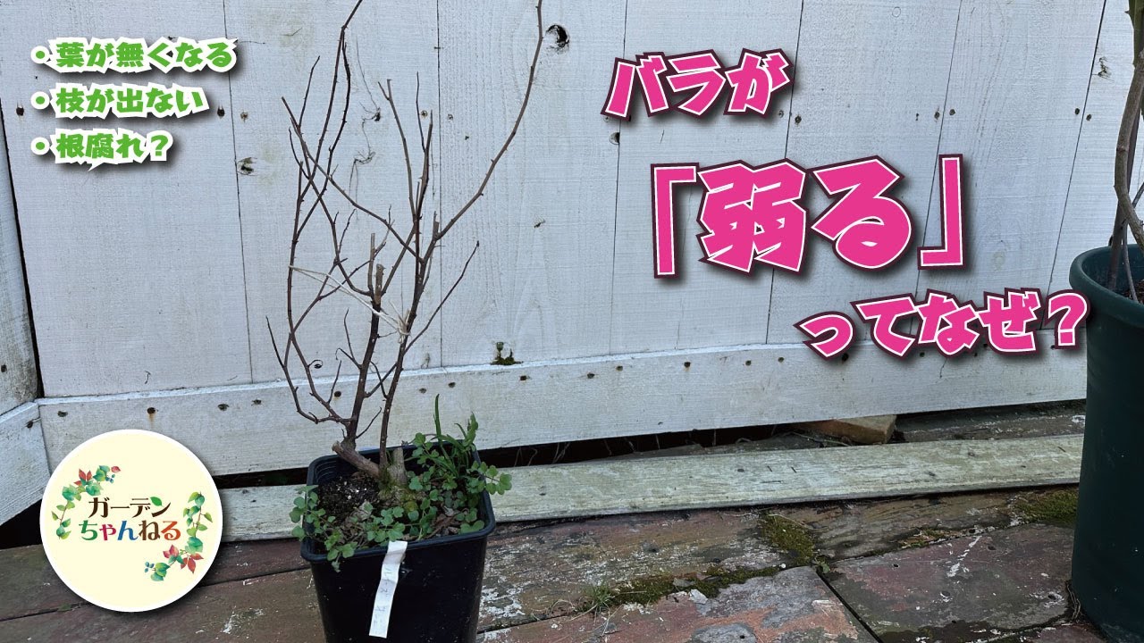 バラが『弱ってる』って何なのか解説してみました！