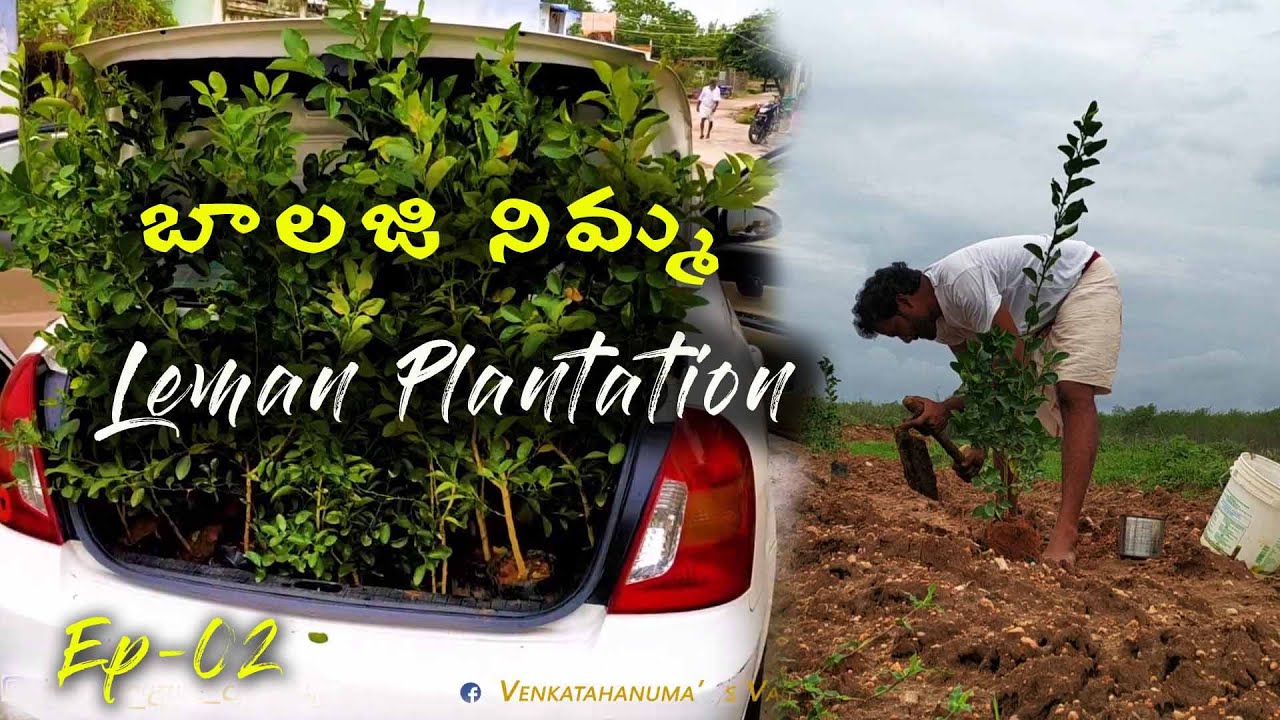 Lemon Plantation | బాలాజీ నిమ్మ  Ep 02  | How To Grow Balaji Lemon Plant | Venkatahanuma's Vagary