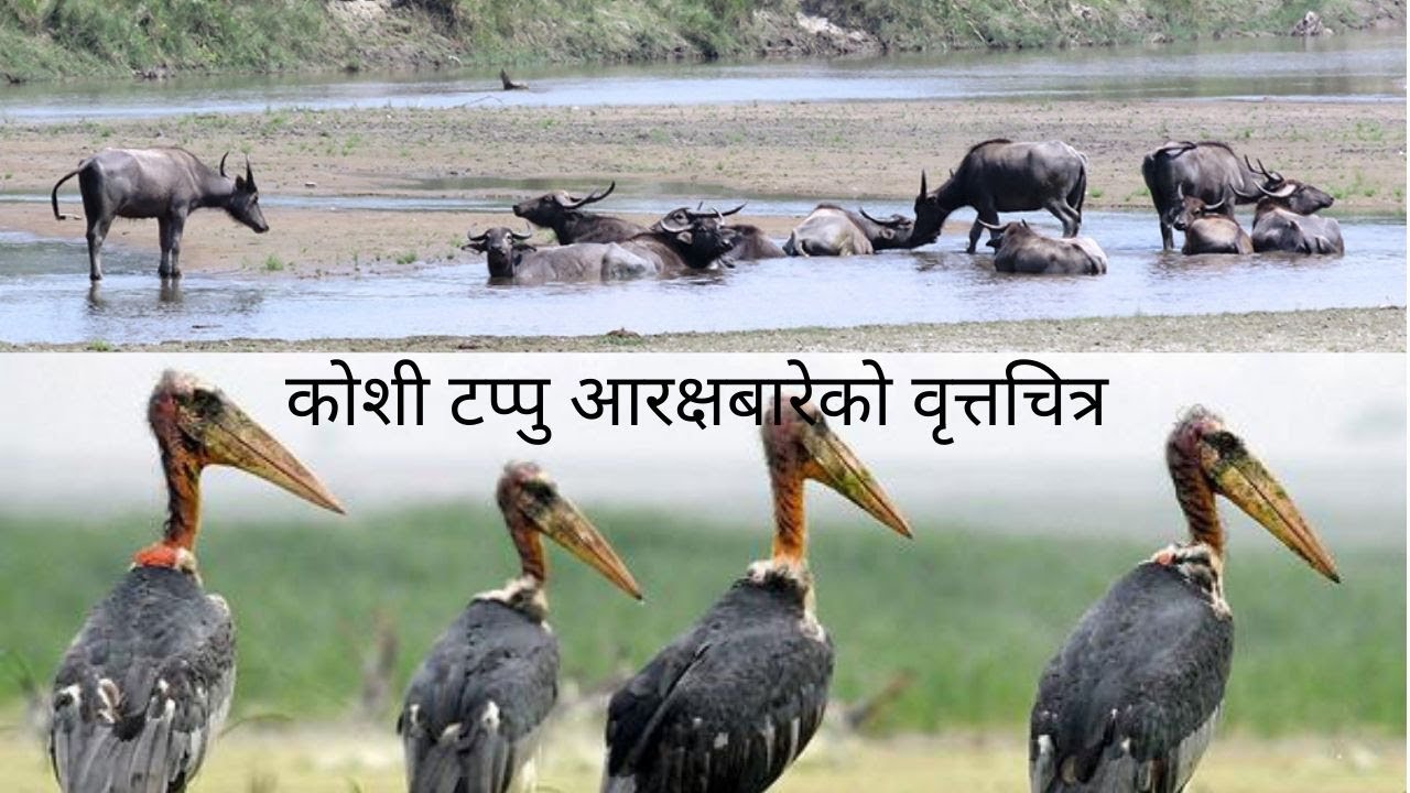 Koshi Tappu wildlife Reserve Documentary काेशी टप्पु बन्य जन्तु आरक्ष