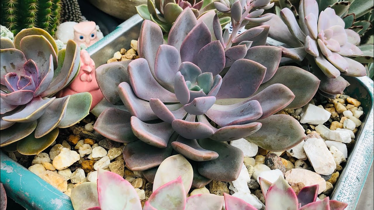 Minha coleção de suculentas do gênero Graptoverias.  De Fácil cultivo e de fácil propagação.