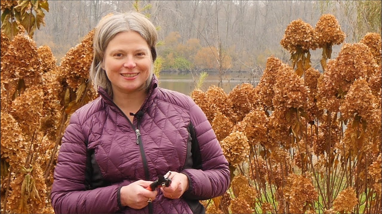 How to Prune Your Panicle Hydrangea in Fall