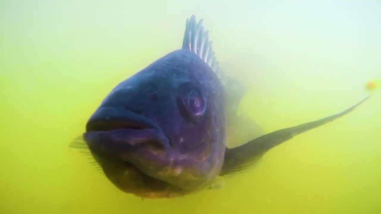 Farm Up, with Koudijs! - determine the right feeding strategy for fish