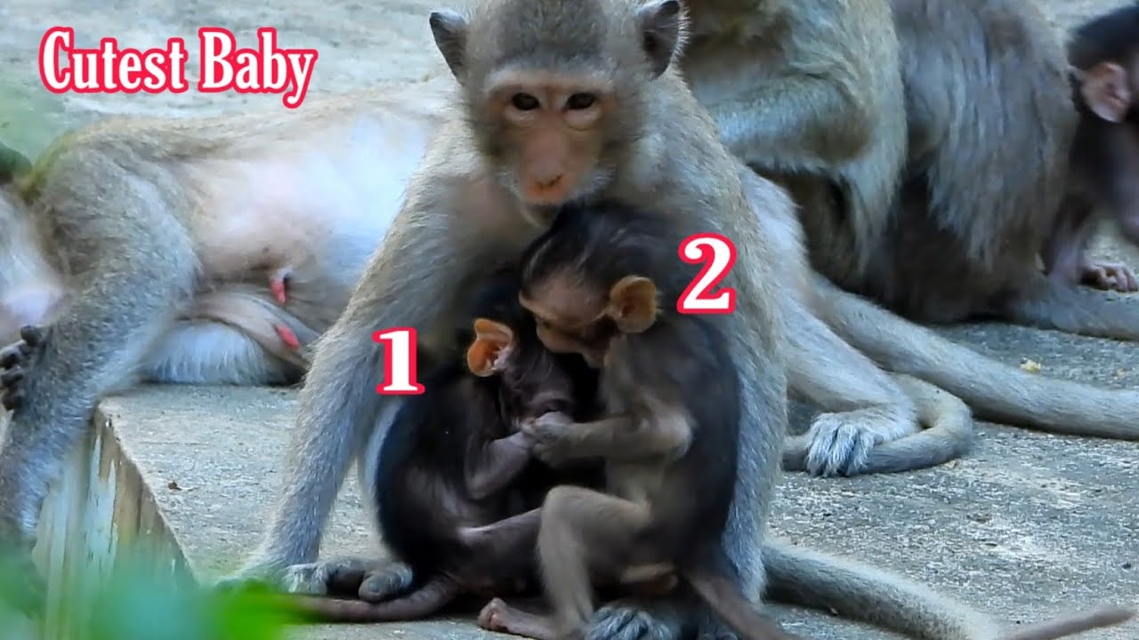 @POPULARDAILY Cutest Family Wildlife Monkey, Look Very Pity and Lovely all Tiny Baby just Birth