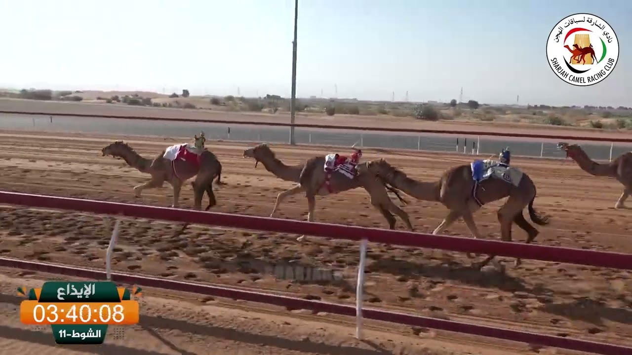 ميــدان الذيد - ش 11 الإيذاع 15/02/2026 قرار / محمد حارب بنواس الكتبي  التوقيت :9:41:46