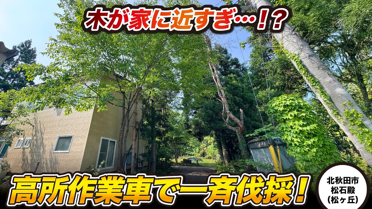 【1m未満】日当たりを取り戻す！家に近すぎる木々を高所作業車で一斉伐採！#秋田県 #庭 #剪定 #伐採 #北秋田市 #松ヶ丘 #akita #チェーンソー #高所作業車  #接近  #高所作業