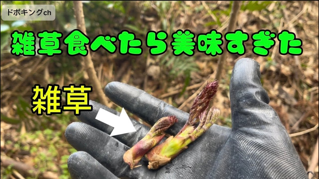 【山菜シリーズ】雑草食べたら美味すぎた！（タラの芽）