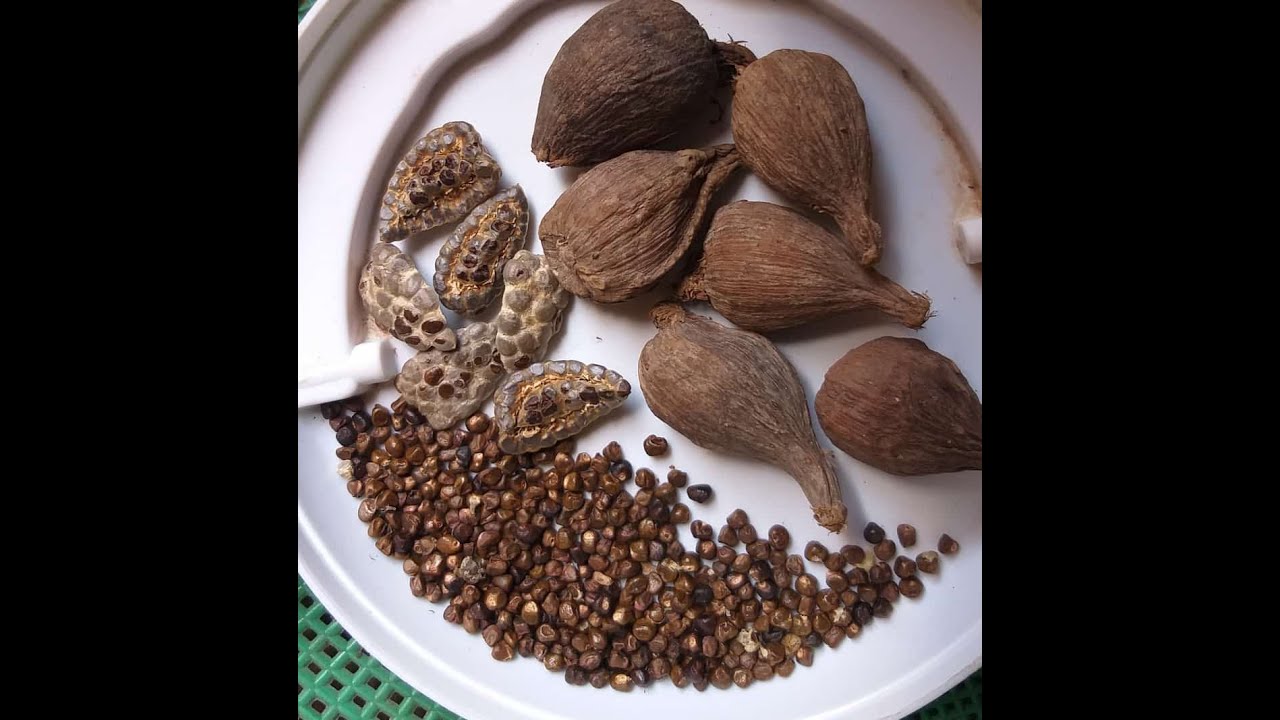 ATTRACT MORE MONEY WITH ALLIGATOR PEPPER- GREAT POWER MINISTRY, PROPHET MOSES