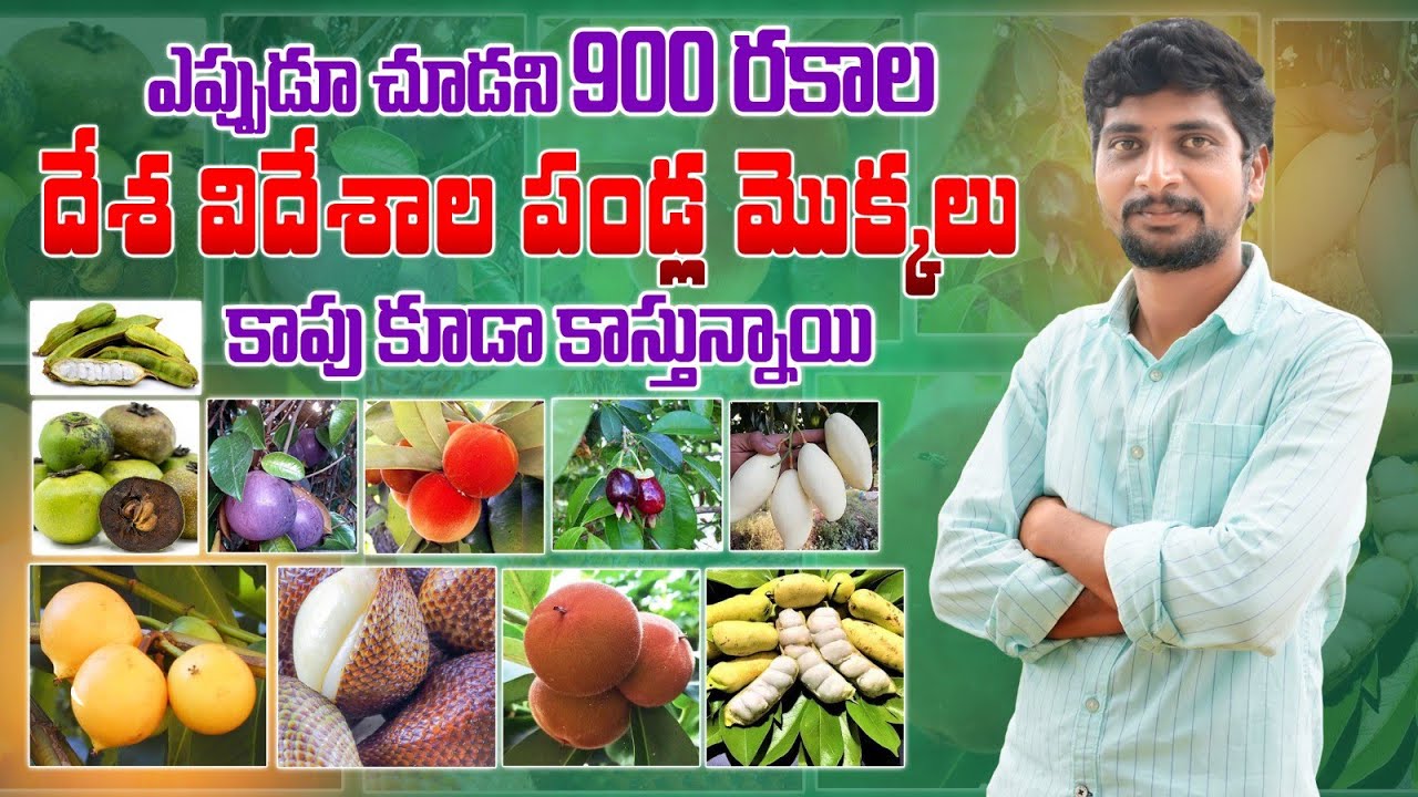 వక్కచోటే 900 రకాల దేశ విదేశాల పండ్ల తోట | Rare Exotic Fruit Farming | AgriTech Telugu