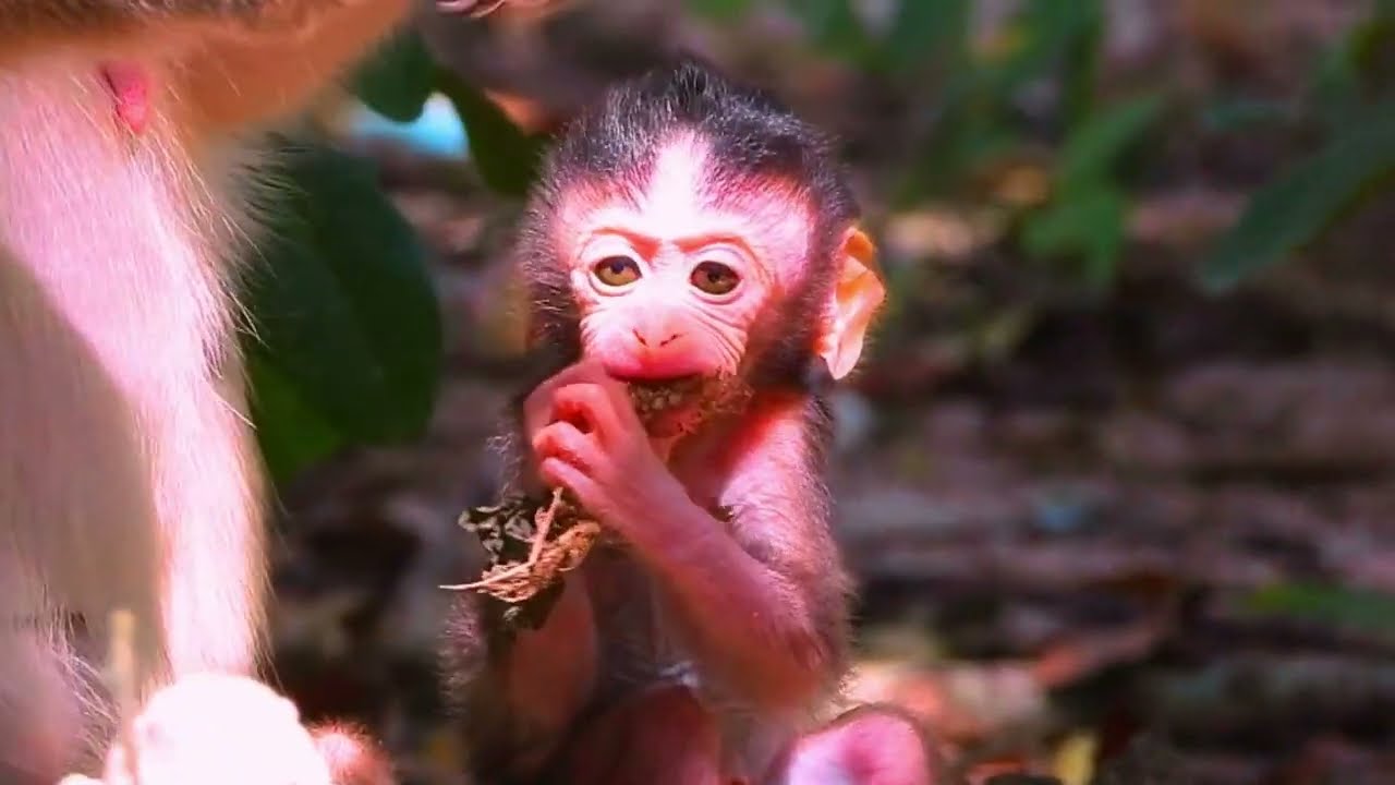 So Cute! 🐒 Baby Monkey’s First Step with mom