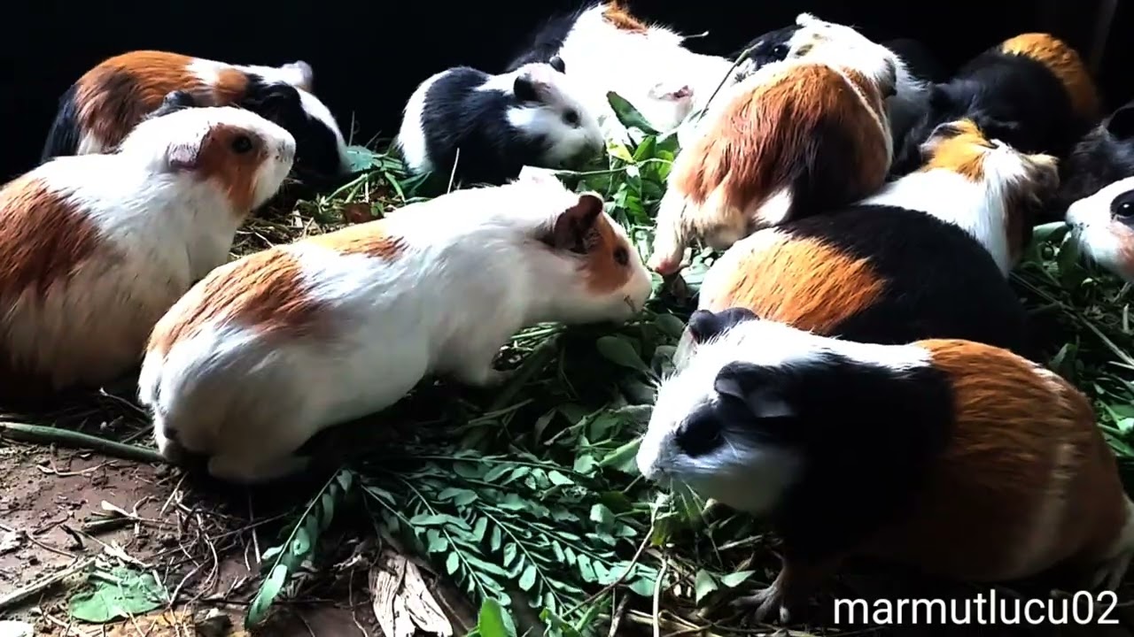 Asmr|marmut lucu mukbang rumput hijau rame rame yuh 