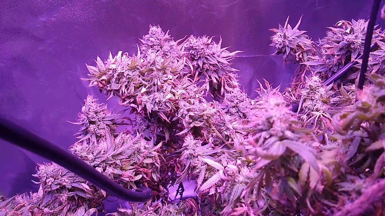 600 watt LED grow(2)