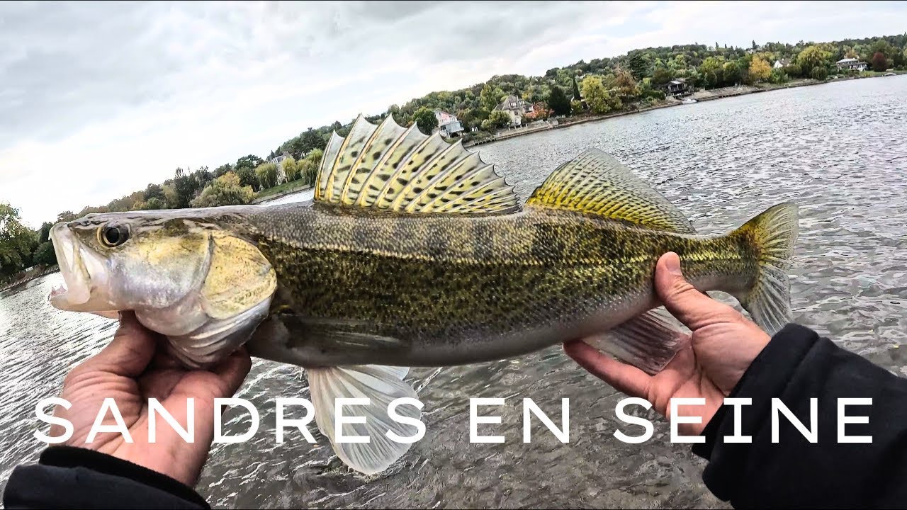 🔥 PÊCHE DU SANDRE DU BORD SUR LA SEINE 🎣🔥