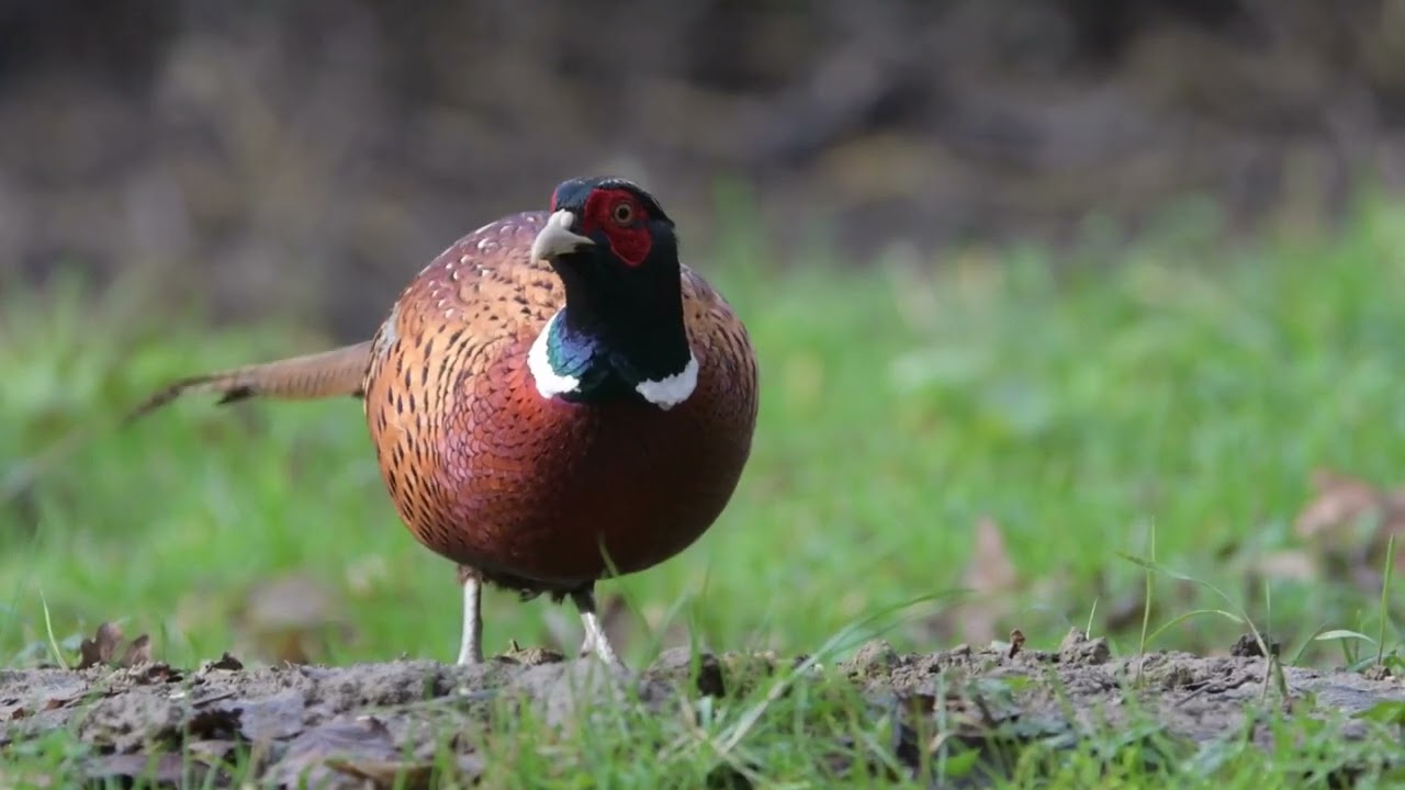 Birdsday Thursday: Ring-Necked Pheasant