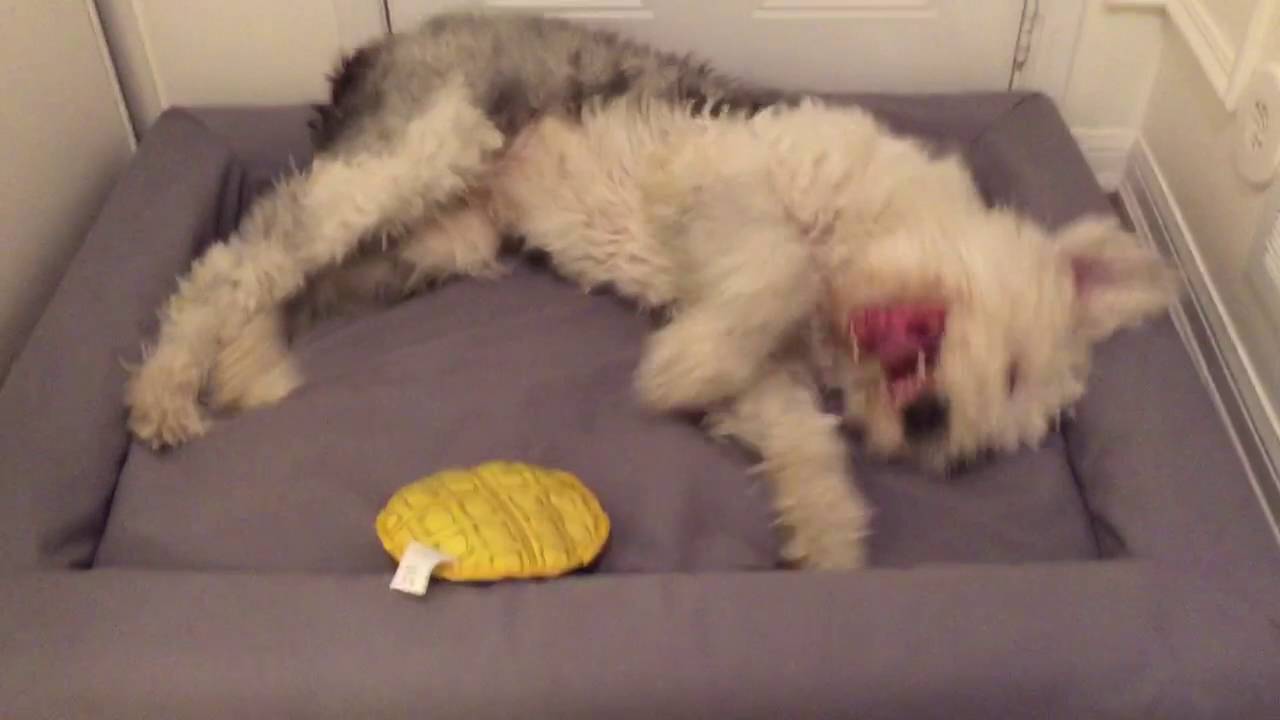 old English sheepdog new Casper bed