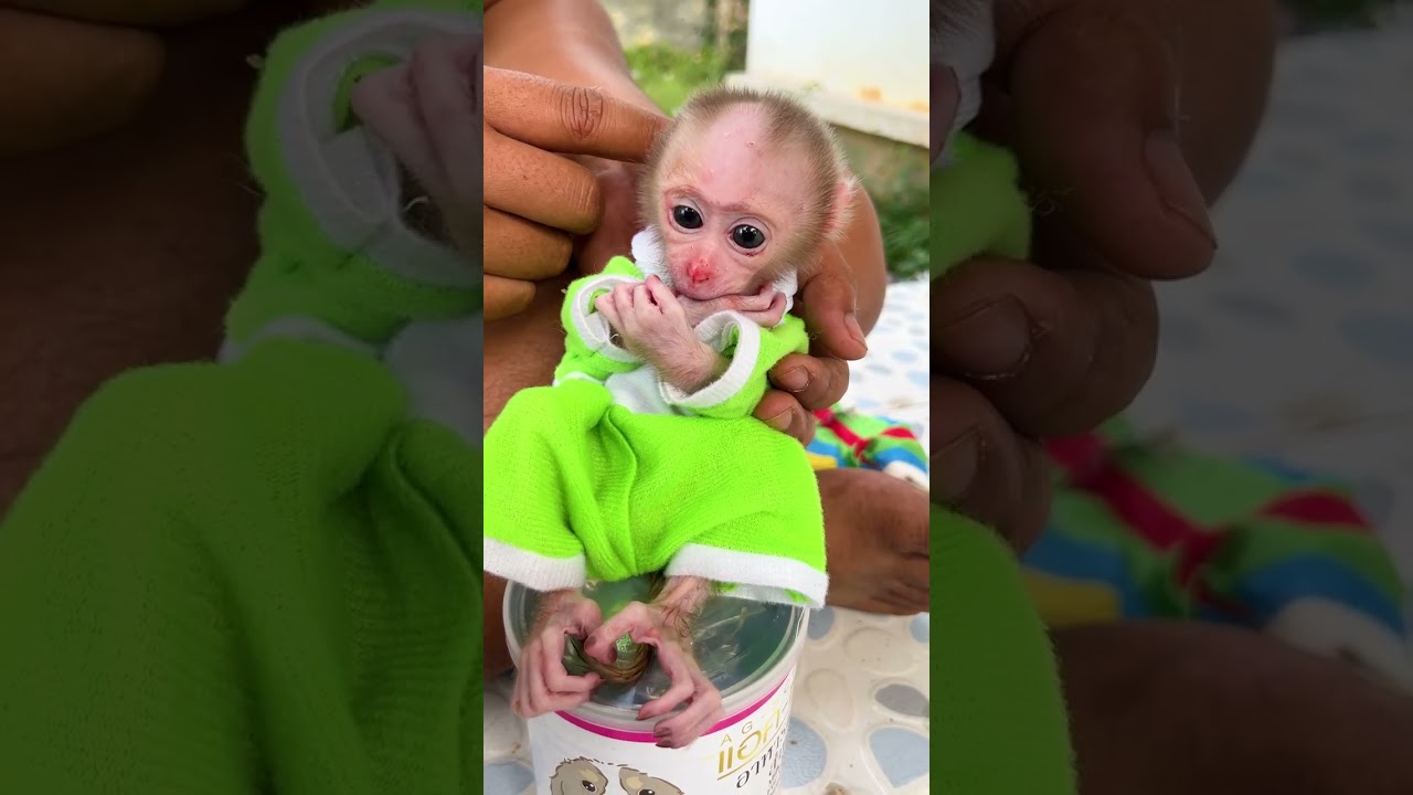 Cute Baby Monkey Melts Hearts 🐒💖
