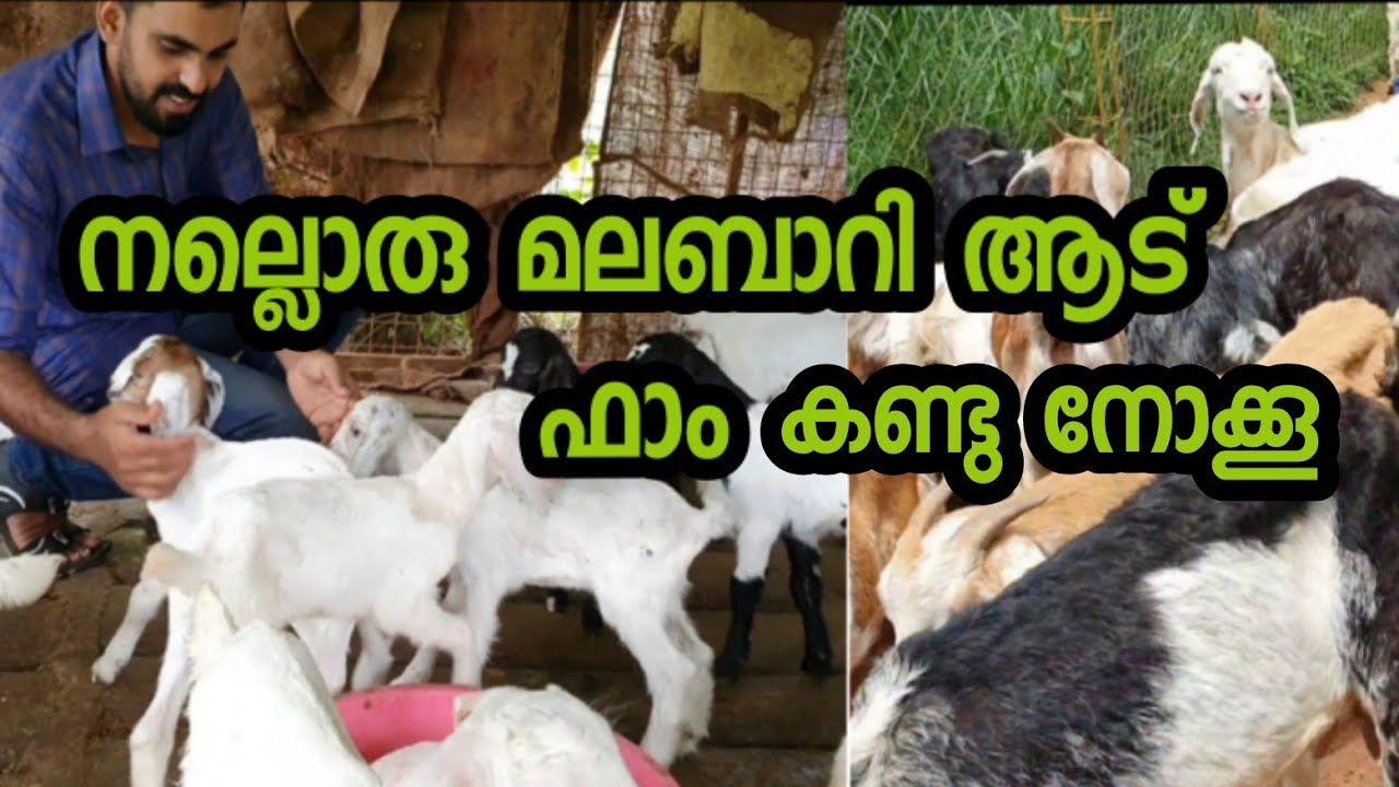 മലബാറി ആട് ഫാം ,malabari goat farm ,kottakkal,malappuram
