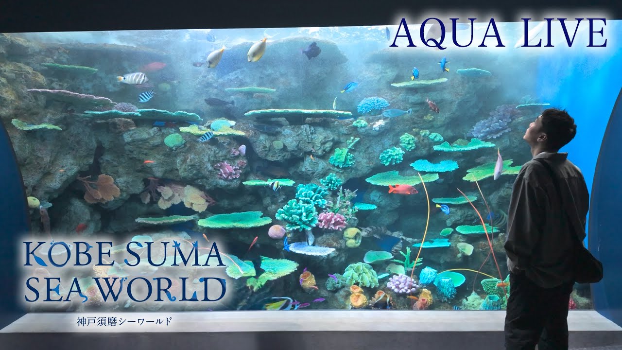神戸須磨シーワールド　AQUA LIVE
