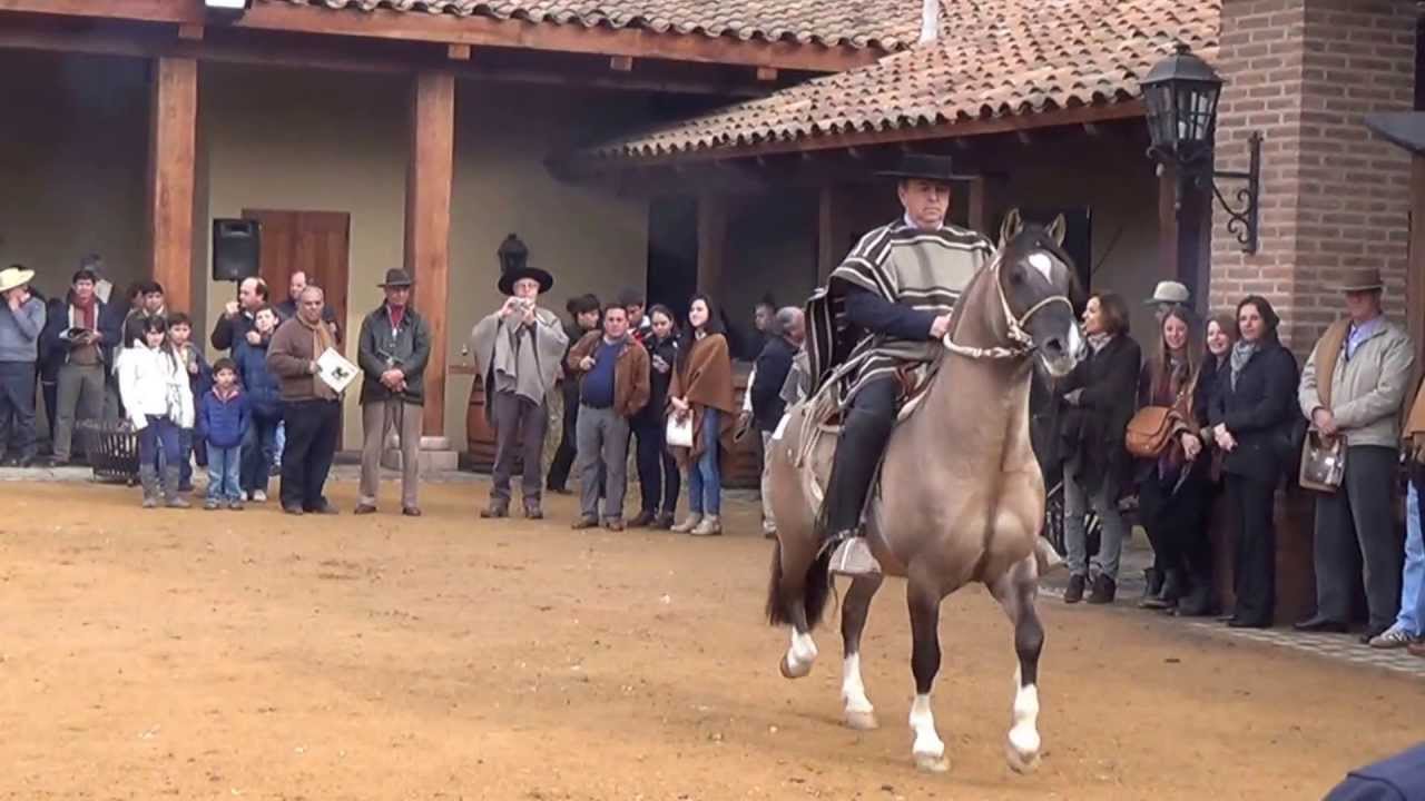 Muestra caballos chilenos 1º Palmas de Peñaflor