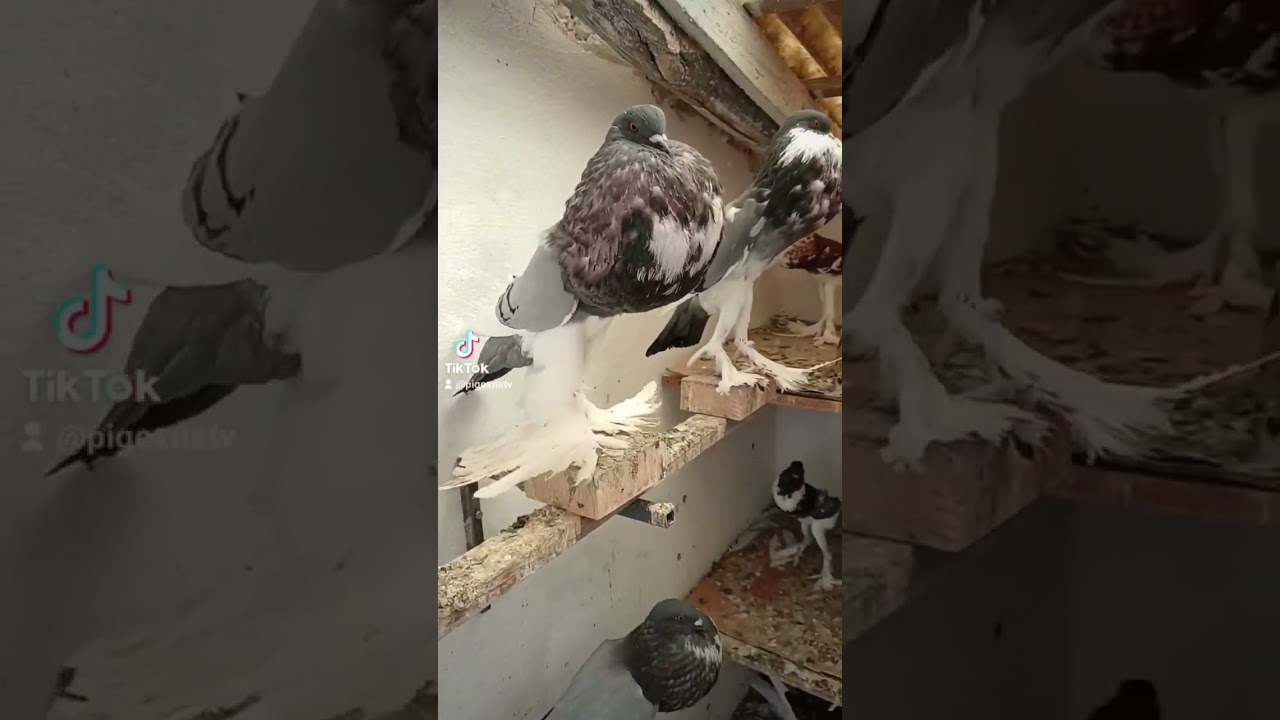 Pomeranian Pouter Pigeons  #pigeonstv