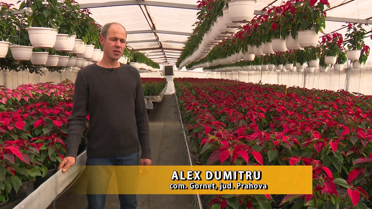 Cum ingrijim STEAUA CRĂCIUNULUI (poinsettia) ?- Producator www.florighiveci.ro