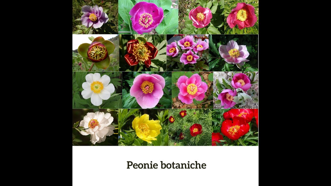 Semina Peonia arbustiva - TUTORIAL