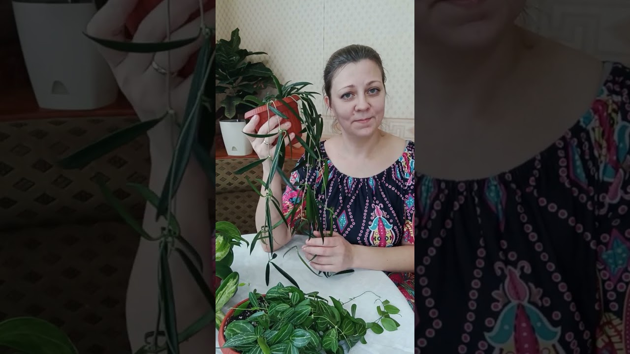 Видеообзор хойи, дисхидии после пересадки.