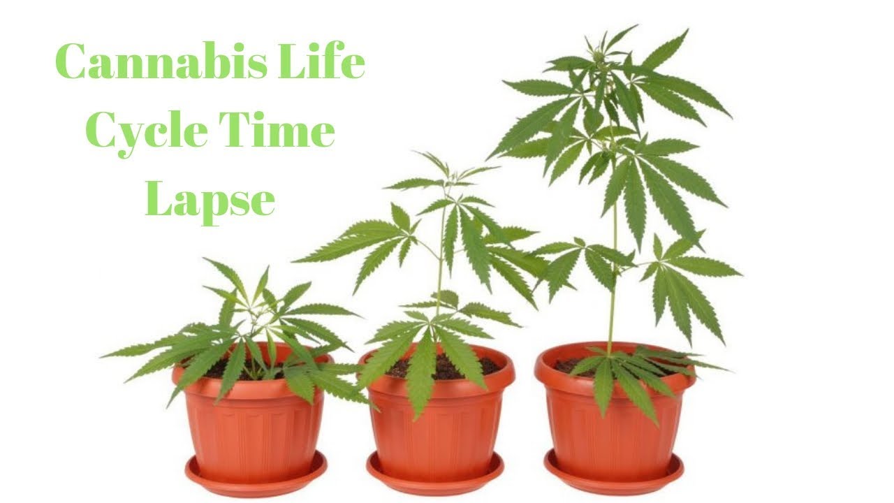 Cannabis Plant Life Cycle