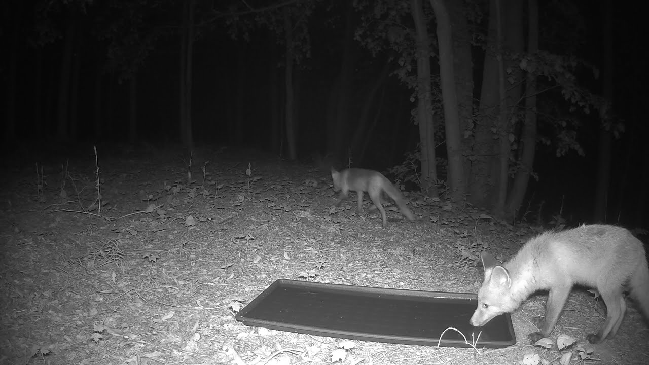 Little fox has grown up